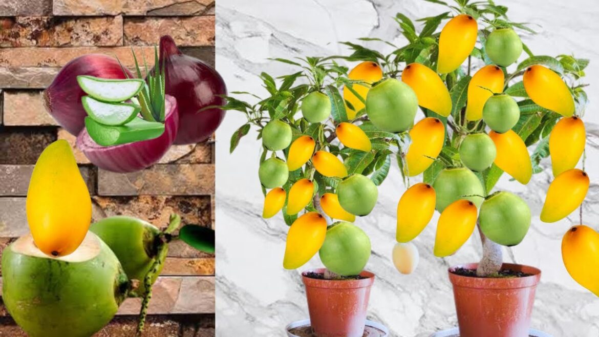 How to propagate mango tree from coconut - Garden ideas for home