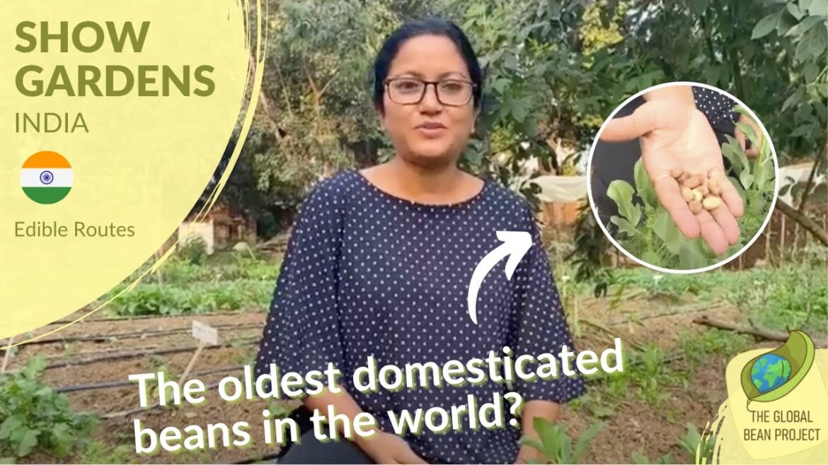 The oldest domesticated beans in the world? - Edible Routes 🇮🇳 #3 | Global Bean Show gardens