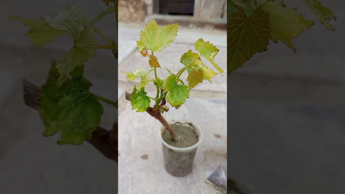 how to grow grapes #shorts #shot #youtubeshorts #gardening