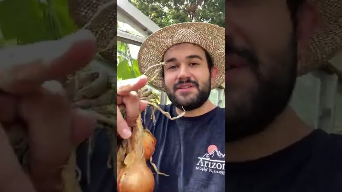 #shorts #garden #gardening #gardentour #gardener #gardens #harvest #harvesting #organic #planting #shorts #garden #gardening #gardentour #gardener #gardens #harvest #harvesting #organic #planting