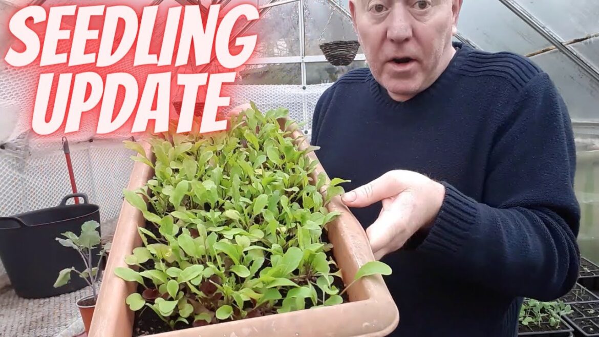 Seedling Update April 1st [Gardening Allotment UK] [Grow Vegetables At Home ]