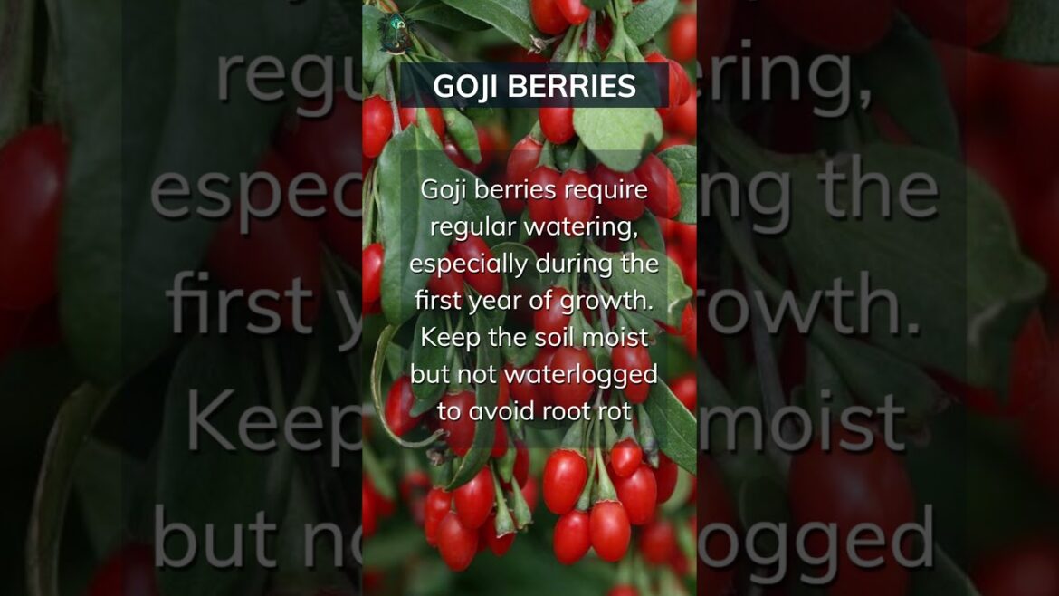 Goji Berry Growing Basics. Add your tips below ๐ #gojiberries #basics #tips Goji Berry Growing Basics. Add your tips below ๐ #gojiberries #basics #tips