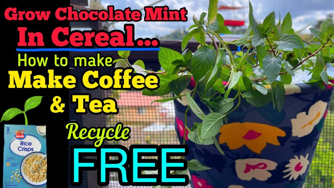 How to Grow Mint in Recycle Plastic Bottle & Bag Mint Drink Recipe TIPS Propagating Container Garden