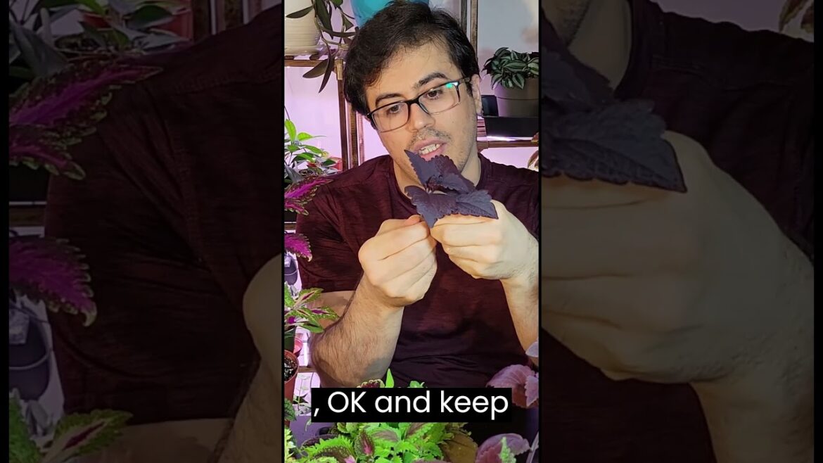 Easy Coleus Propagation: Cut and Root _How to Grow Coleus #shorts #coleus Easy Coleus Propagation: Cut and Root _How to Grow Coleus #shorts #coleus