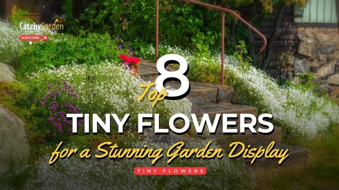 These 8 Tiny Flowers for a Stunning Garden Display πΈπ·πΊ // Gardening Ideas These 8 Tiny Flowers for a Stunning Garden Display πΈπ·πΊ // Gardening Ideas