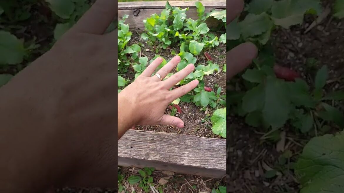There is more to a radish than its root! Try the beans.