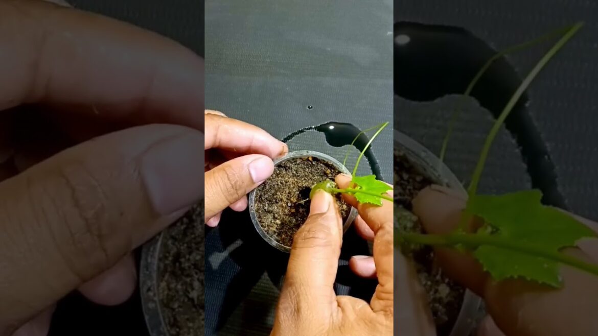 Grapes plant growing at home | Green Tech Garden #gardening #shortsvideo