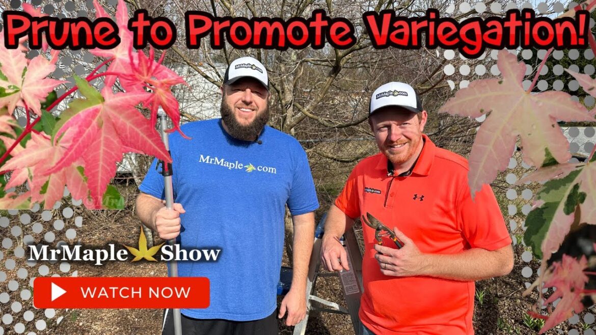 Pruning to Increase Variegation on Japanese Maples! | Gardening 101 | DIY Gardening at Home