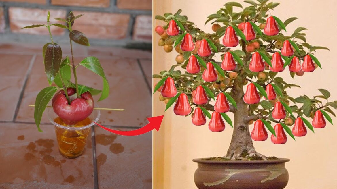 Garden Tips To Grow Rose Apple Plant In Pot With Many Fruit