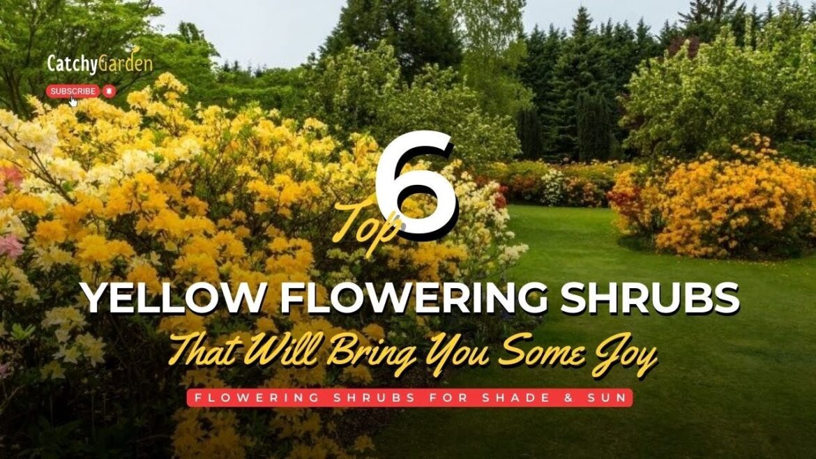 6 Yellow Flowering Shrubs That Will Bring You Some Joy 🌻👍 // Gardening Ideas 6 Yellow Flowering Shrubs That Will Bring You Some Joy 🌻👍 // Gardening Ideas
