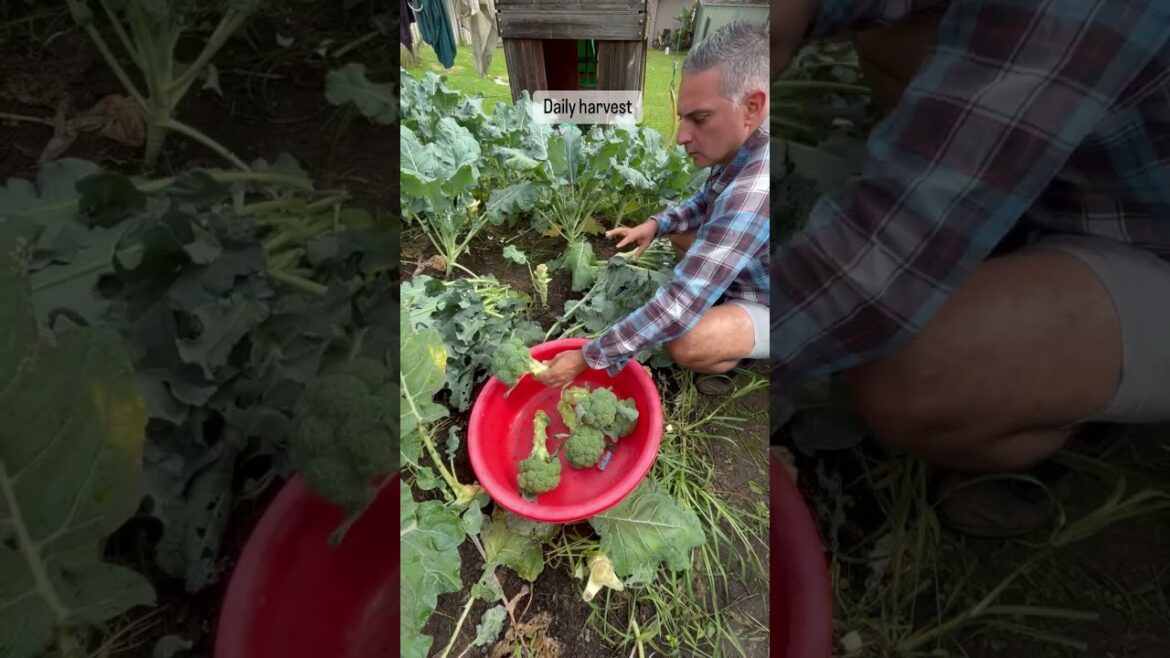 Harvesting broccoli #gardening #vegetablegardening #growyourownfood #garden #vegetablegarden