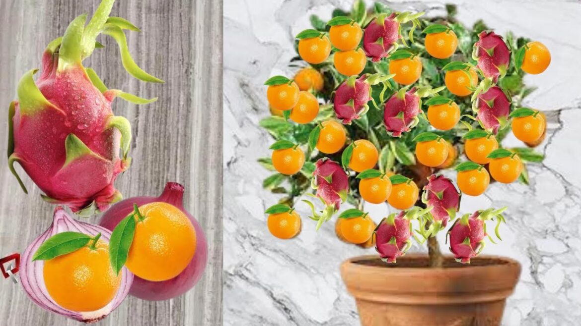 How to propagate orange tree from dragon fruit - Garden ideas for home