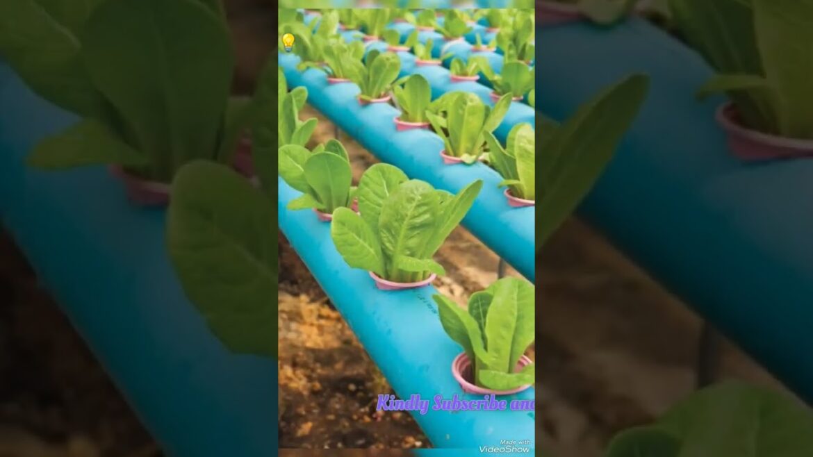 Build an Efficient Hydroponic System| gardening ideas #gardening #viral #shorts Build an Efficient Hydroponic System| gardening ideas #gardening #viral #shorts