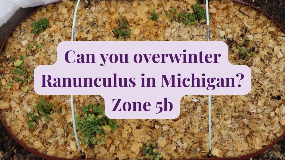 Unveiling the Secret of Overwintering Ranunculus // Gardening at Simongetti North Unveiling the Secret of Overwintering Ranunculus // Gardening at Simongetti North