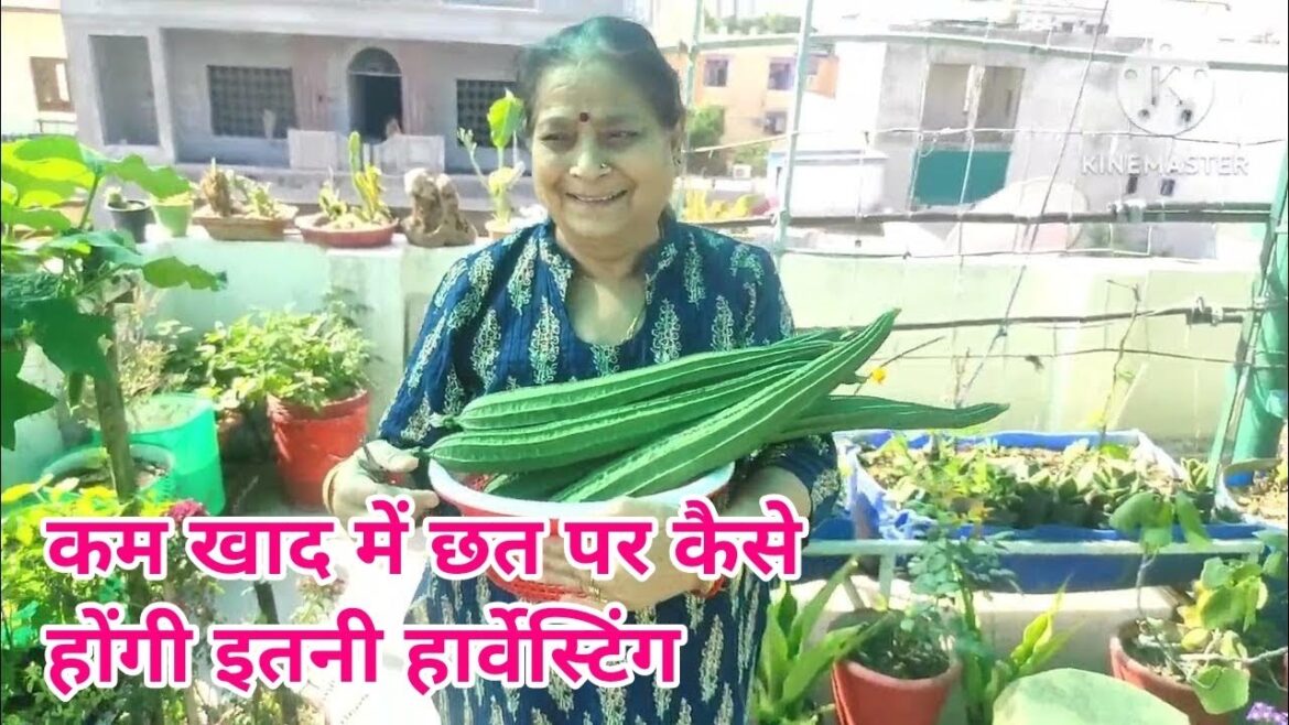 कम खाद में लें अच्छी फसल। terrace gardening tips