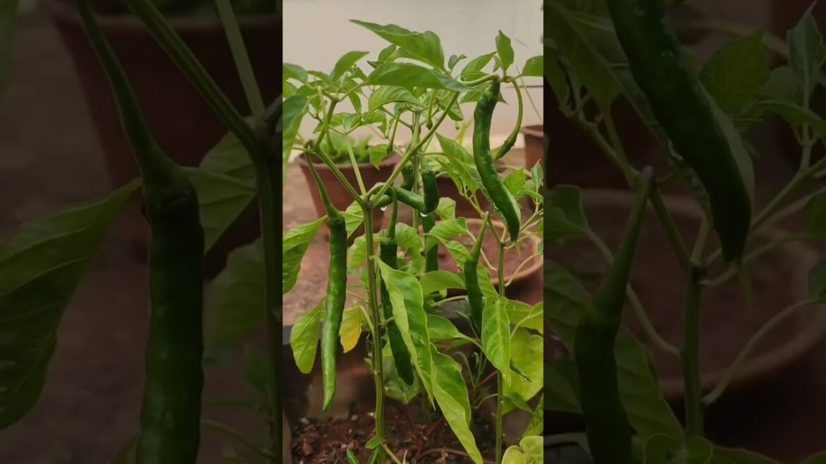 Mirchi/chilli 🌶️🌶️  in my kitchen garden #trending #viral #shorts #ytshorts