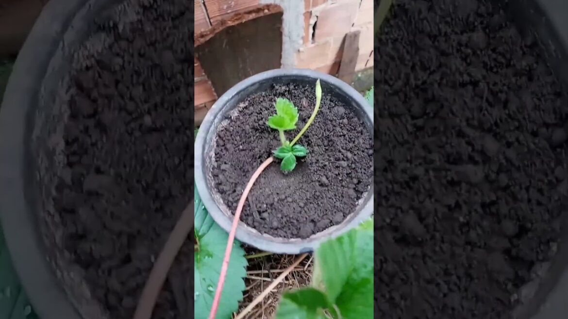How To grow Propagate Strawberry | Best Technique
