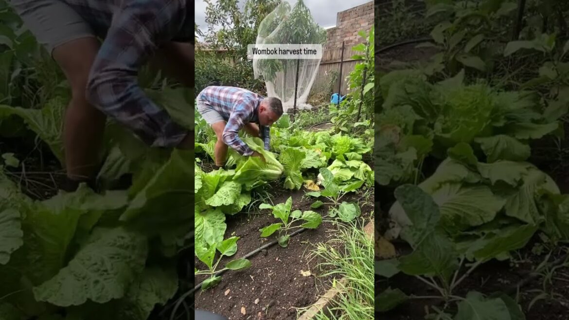 Cabbage harvest #gardening #vegetablegardening #growyourownfood #garden #vegetablegarden #vegetable