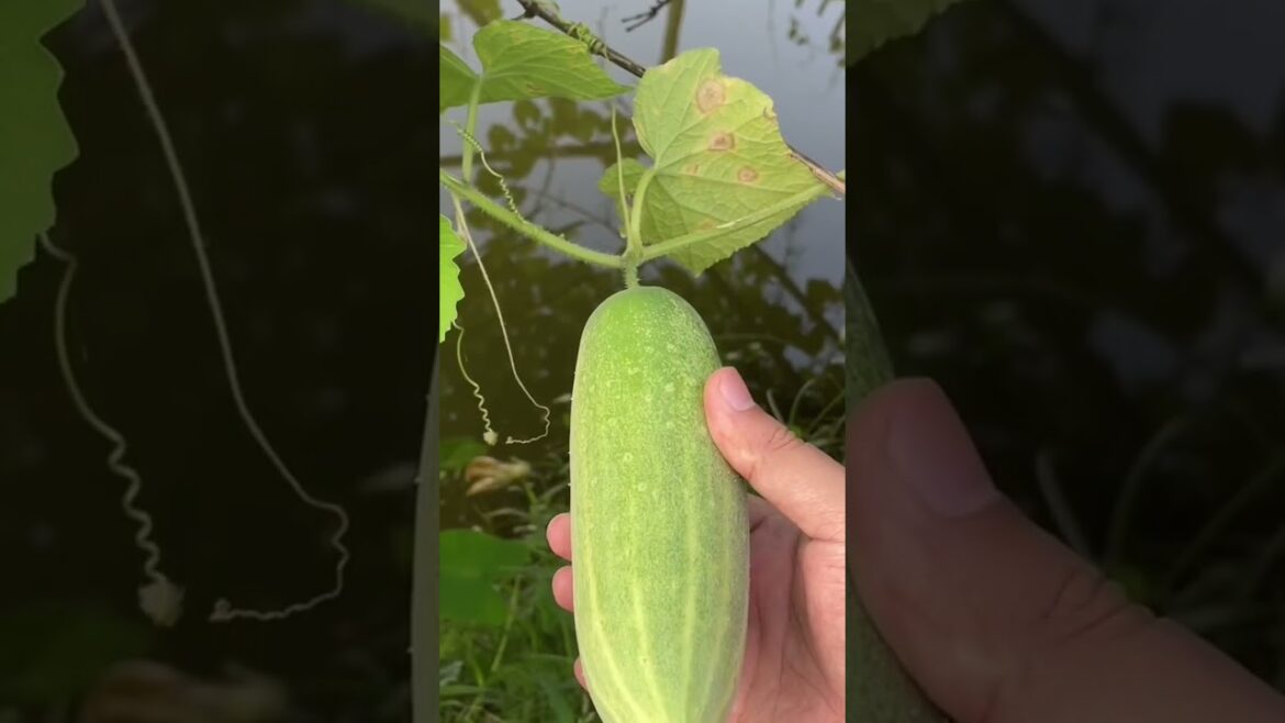 Vegetable Gardening Fresh Cucumber