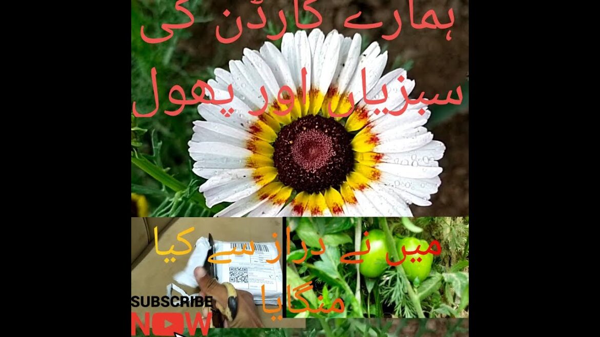 Hamaray garden ki sabzian or phool | mana daraz sa kia mangwaya | phli barr buss wash ki