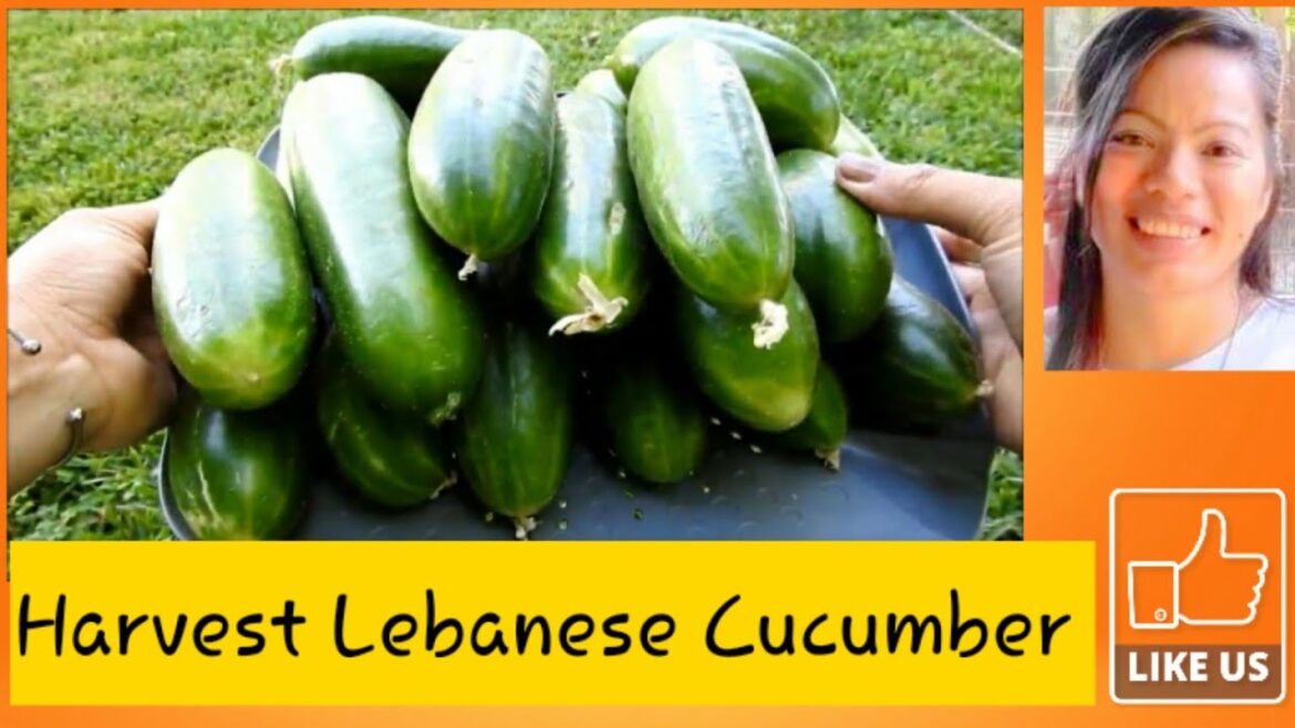 Harvest Lebanese Cucumber from My Backyard Garden Harvest Lebanese Cucumber from My Backyard Garden