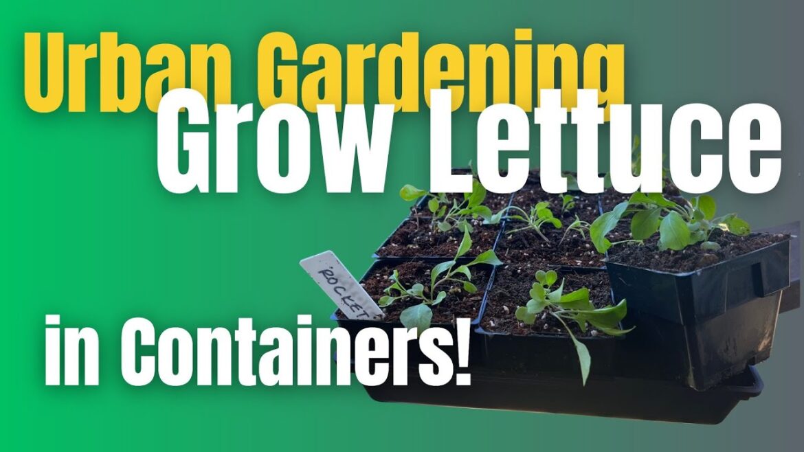Container Gardening for Urban Gardening : Leafy Greens Container Gardening for Urban Gardening : Leafy Greens