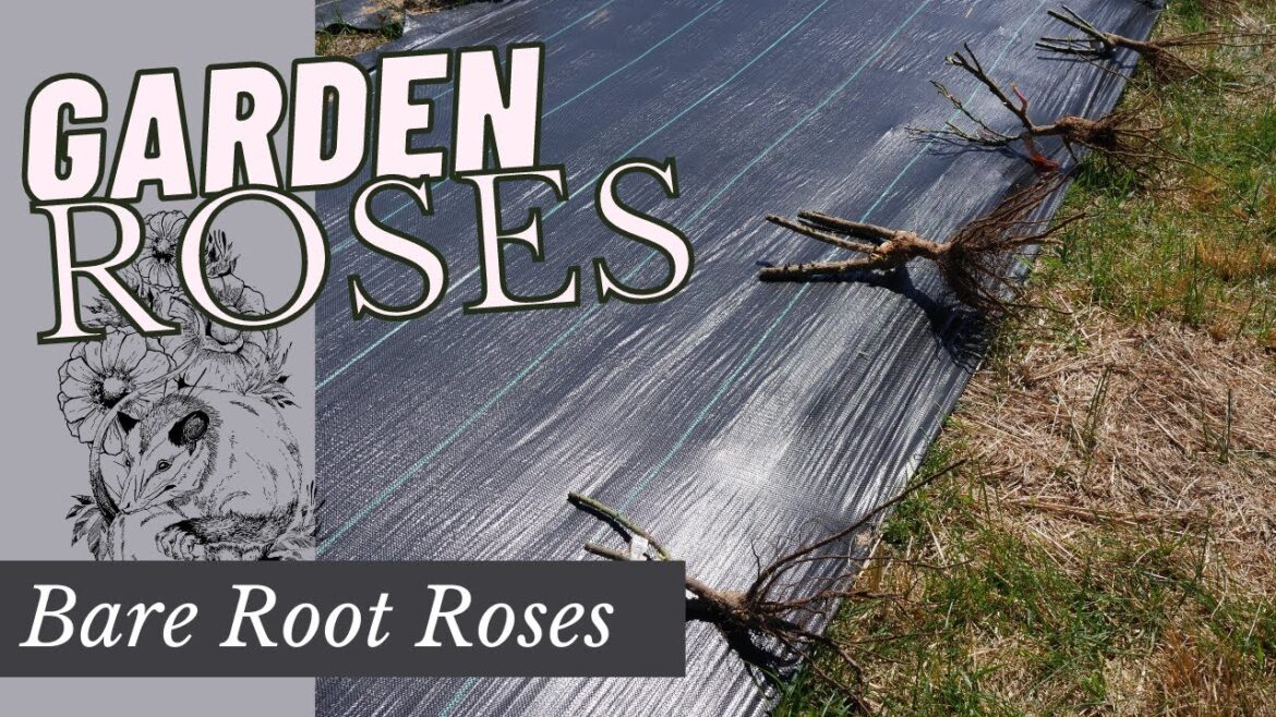 Planting My First Rose Garden! // Planting Bare Root Roses // Backyard Flower Farm Planting My First Rose Garden! // Planting Bare Root Roses // Backyard Flower Farm