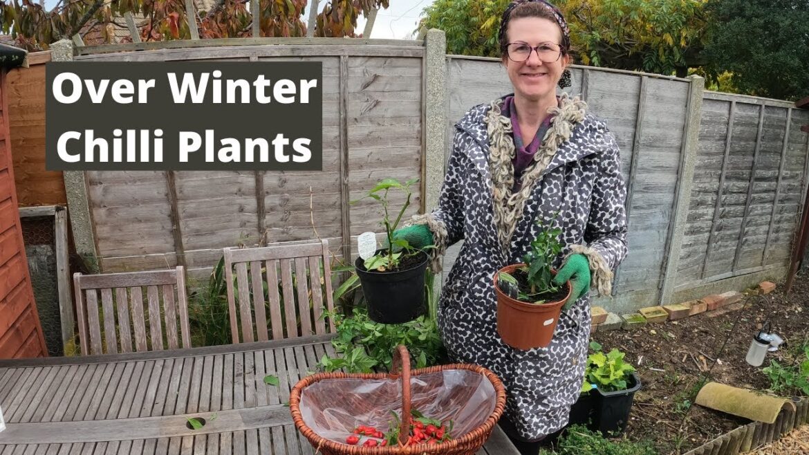 How To Over Winter Chilli Plants - November Back Garden Tips UK