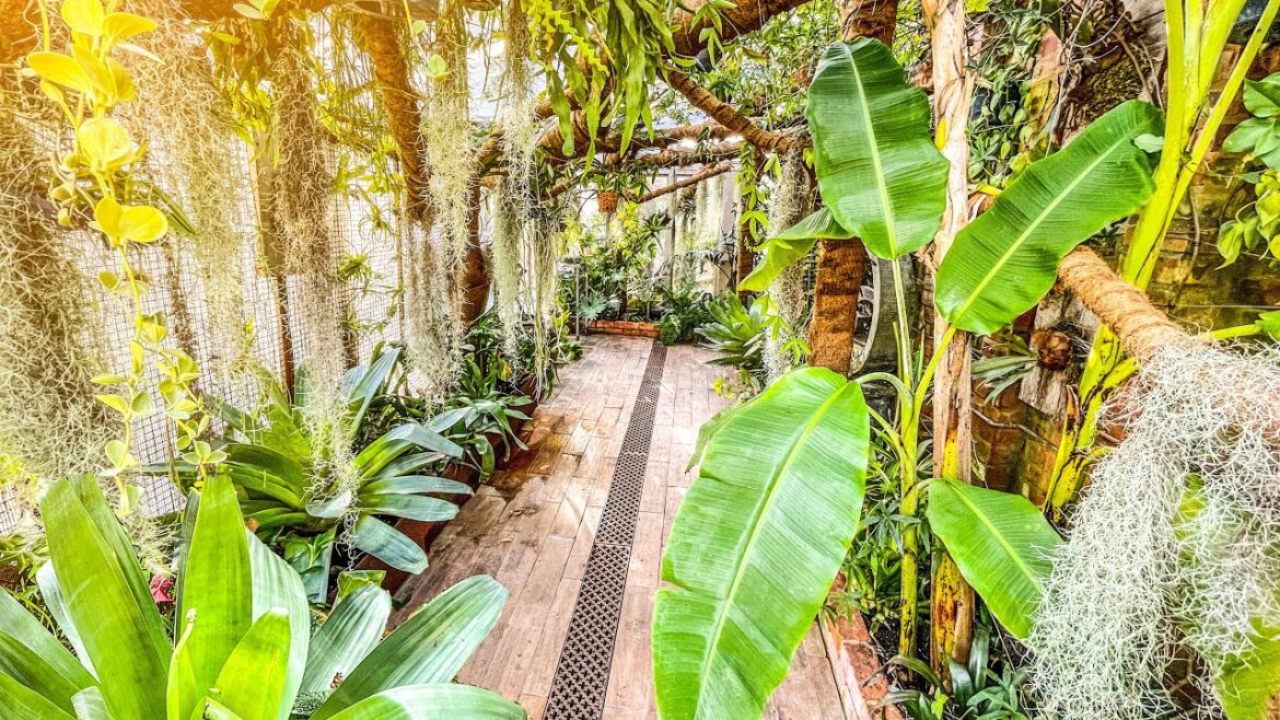 Mark’s Crazy Tiki Garden AFTER Winter – UK Tropical Plant Realities! Mark's Crazy Tiki Garden AFTER Winter - UK Tropical Plant Realities!