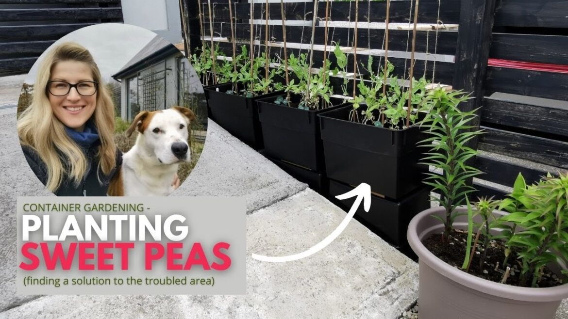 Container gardening in a narrow and tall space Container gardening in a narrow and tall space
