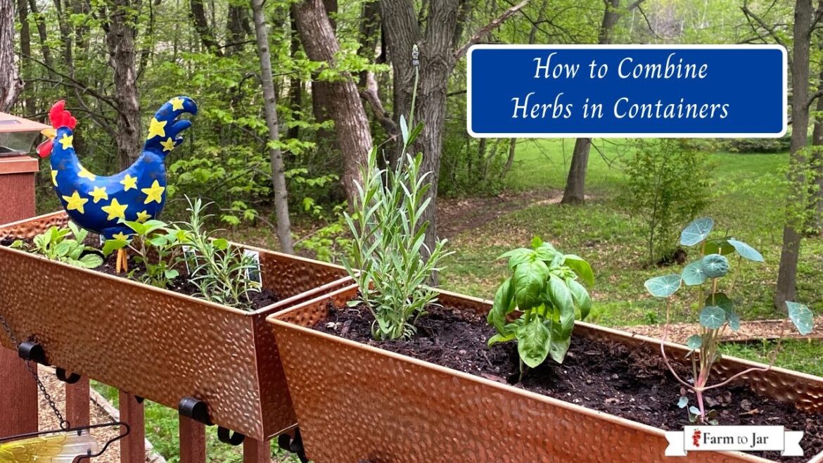 Container gardening in Zone 4 with herbs for cooking Container gardening in Zone 4 with herbs for cooking