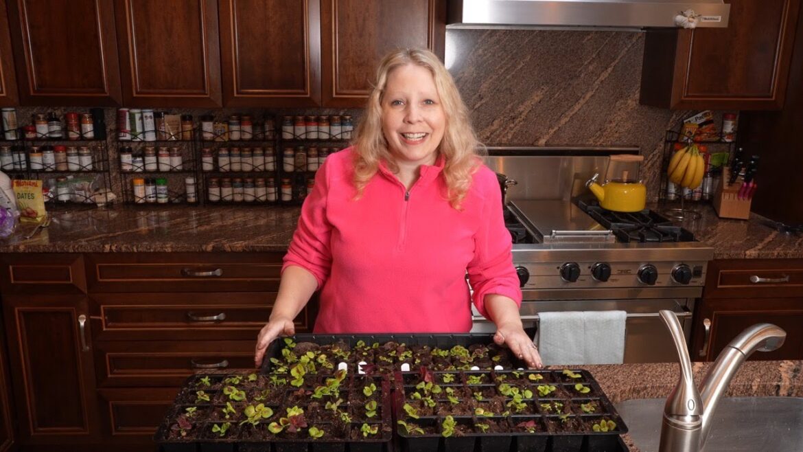 Coleus Seedling Repotting Coleus Seedling Repotting
