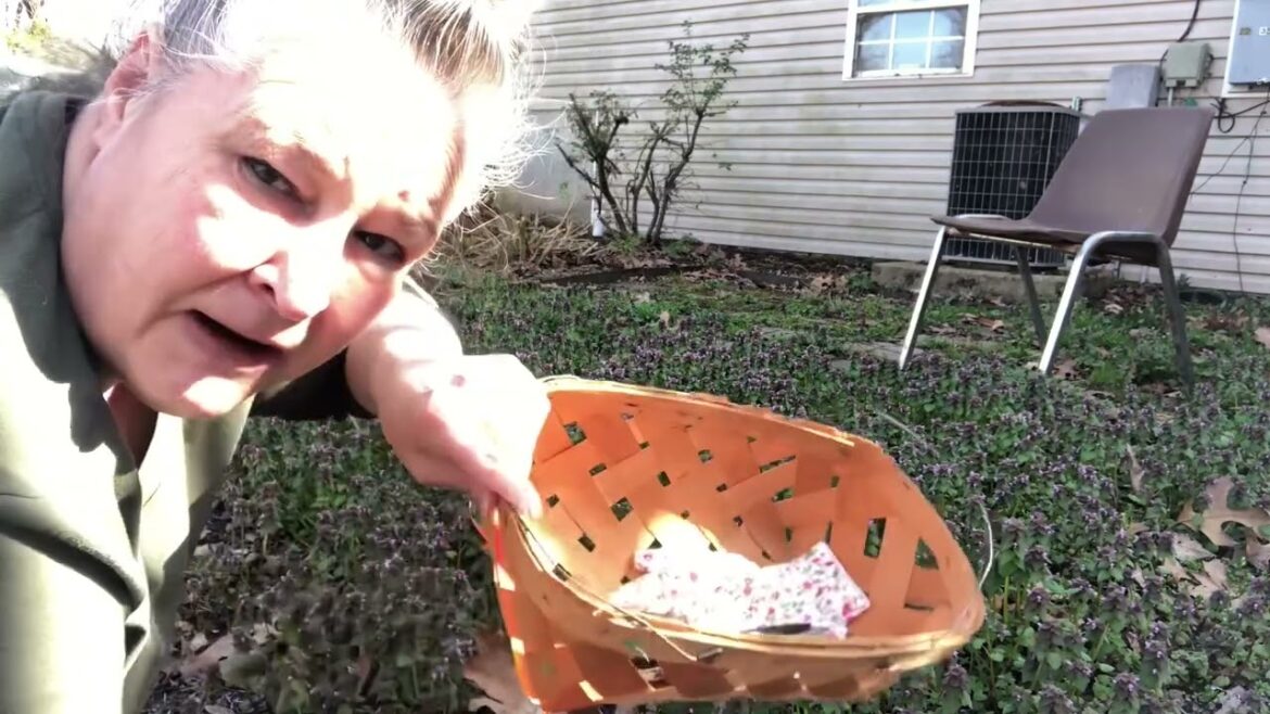 FORAGING: 3 Fresh Spring Edibles and making a Delicious Wild Edibles Pesto FORAGING: 3 Fresh Spring Edibles and making a Delicious Wild Edibles Pesto