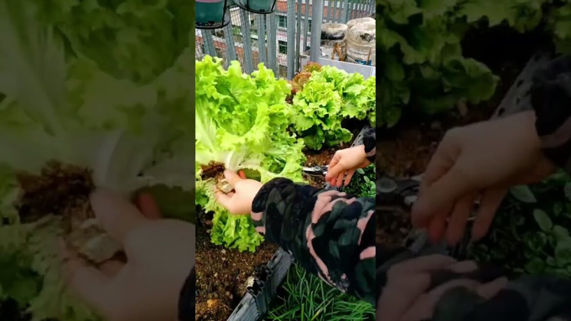 Pick Vegetable on my rooftop garden #gardening G4455