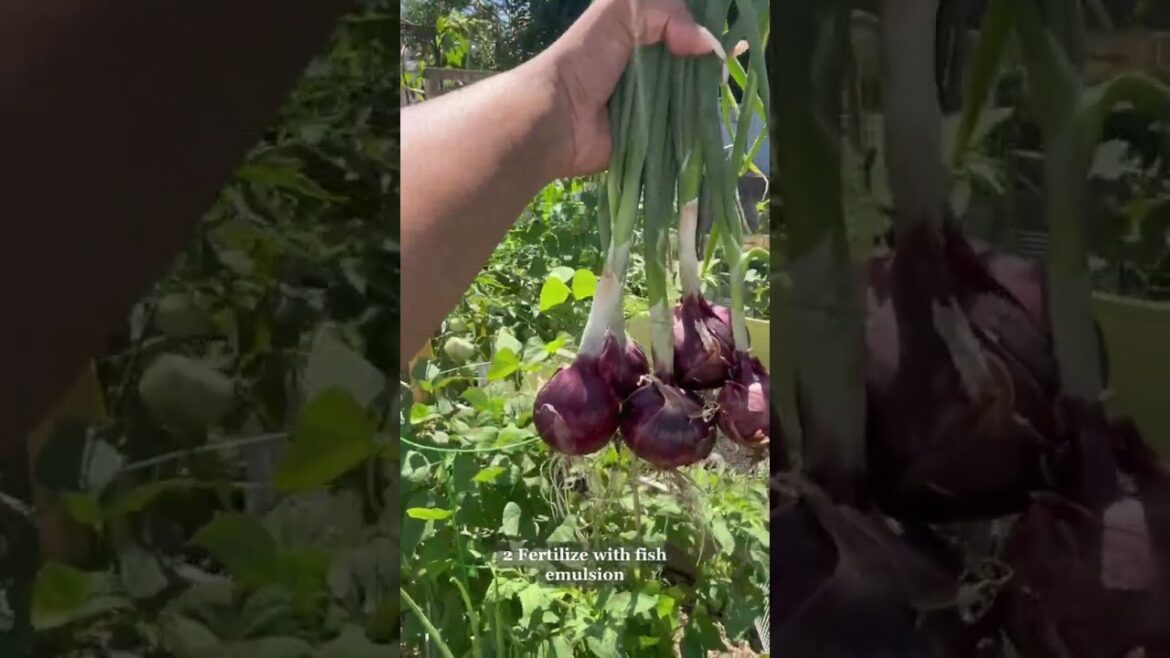 How to Grow Onions Successfully | Growing  Onions | Gardening Tips  #shorts