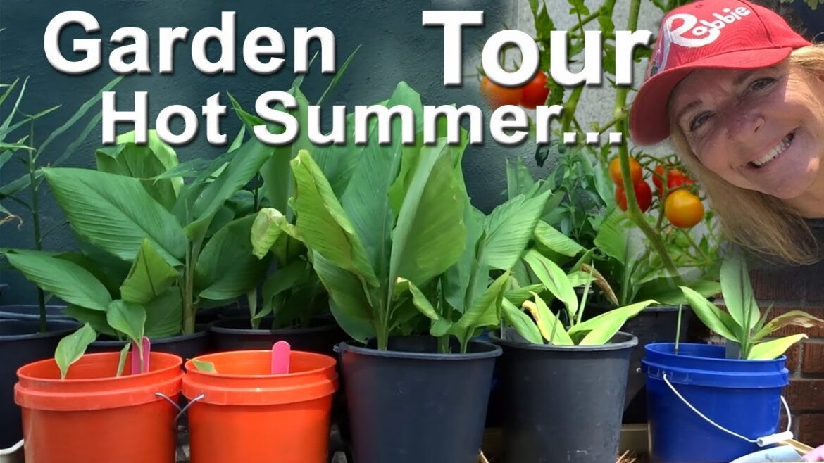 Summer Garden Tour Growing Vegetable Ginger Turmeric Herbs Kale Container Gardening Vertical Garden Summer Garden Tour Growing Vegetable Ginger Turmeric Herbs Kale Container Gardening Vertical Garden