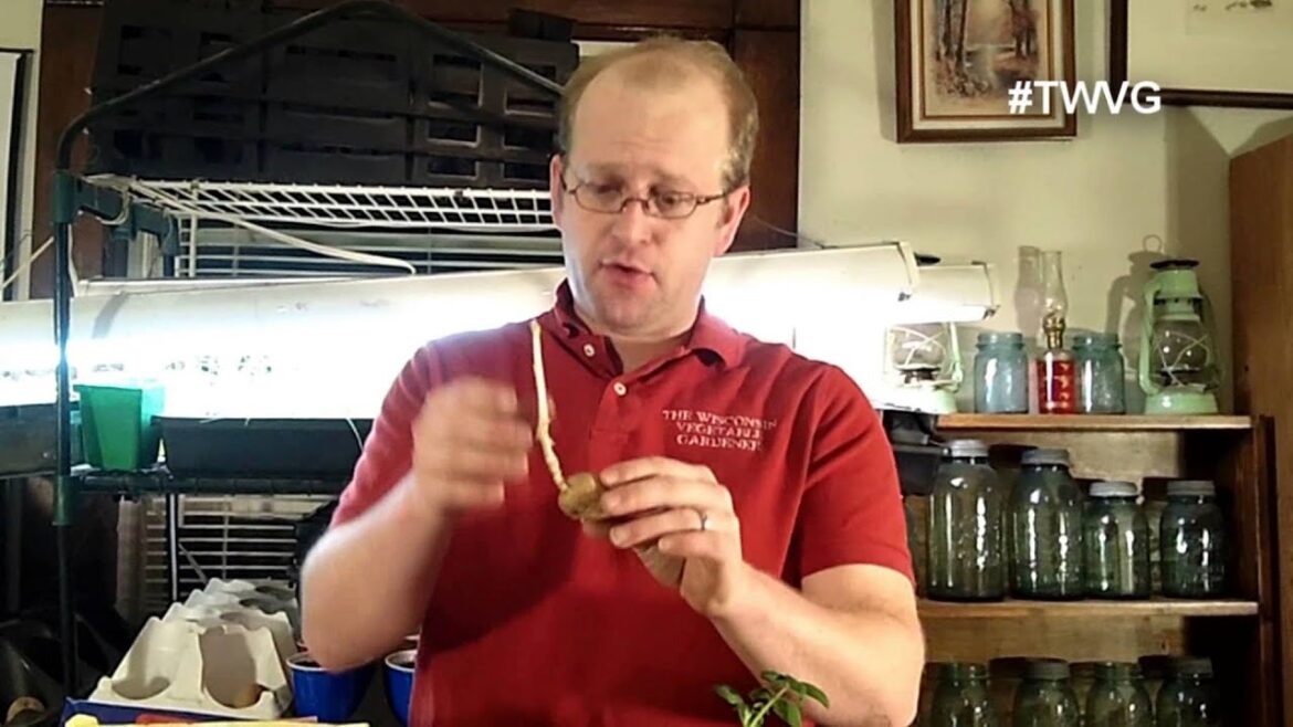 Sprouting Potatoes Quick Tip The Wisconsin Vegetable gardener