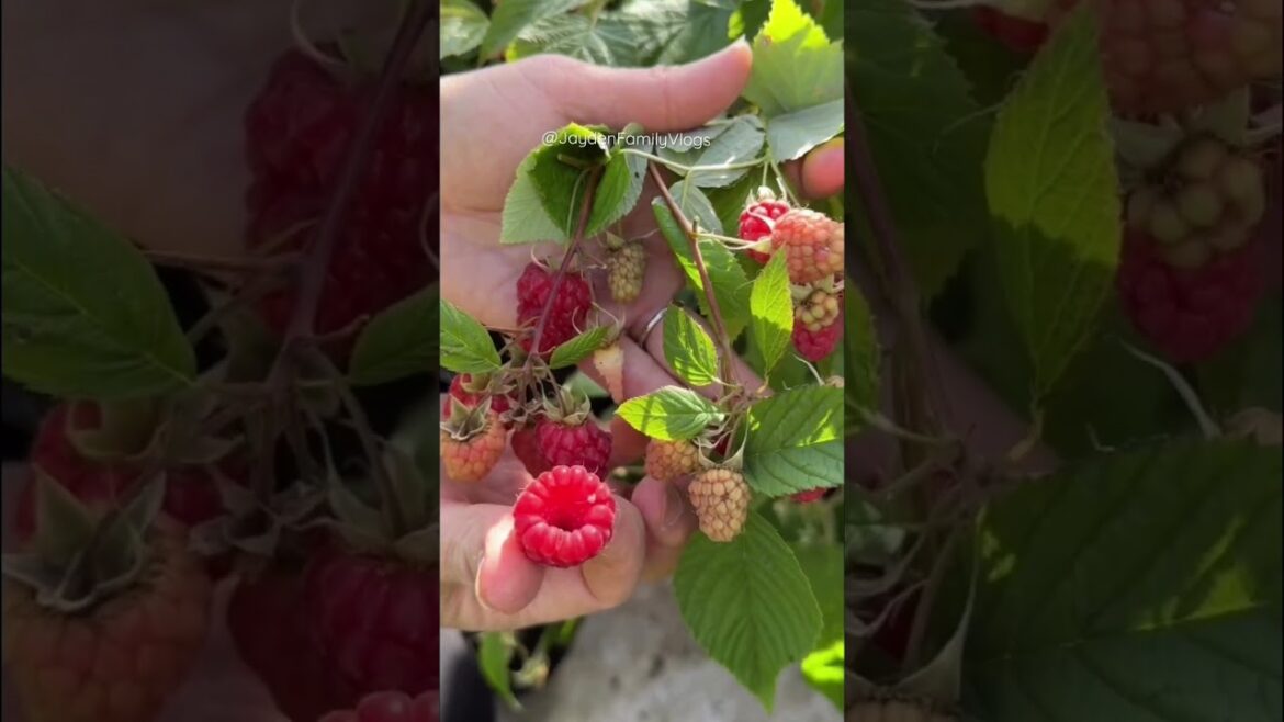 Picking RASPBERRIES 🍓😱 #shorts #satisfying #fruit #fruitcutting #raspberry #youtubeshorts