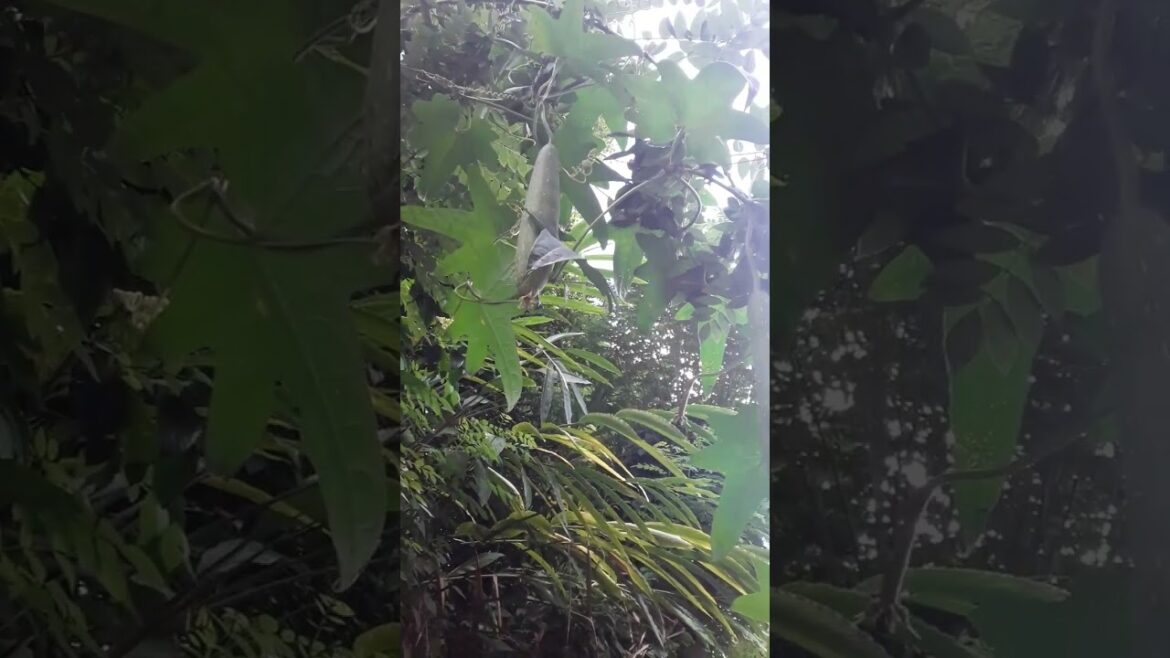 #shorts Luffa cylindrica#Sponge Gourd#Sponge gourd plant my gardening#Loofah (luffa) sponge gourd