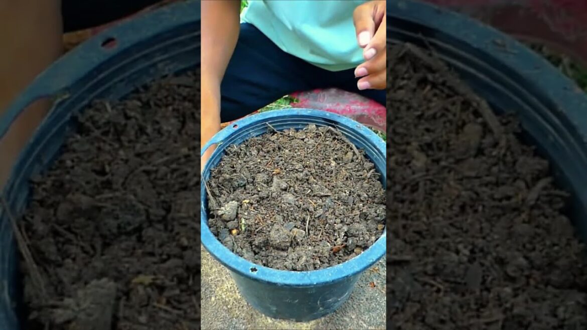 Best Method Grafting Flower Tree #shorts
