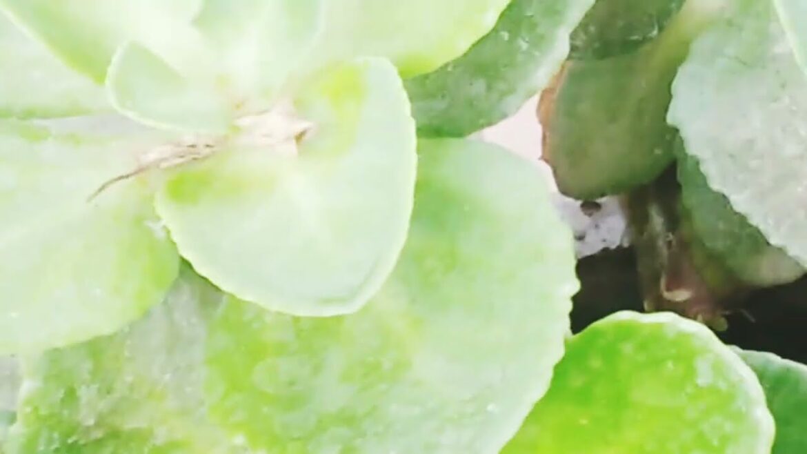 Decoration tree. Rooftop garden. Designers idea. #design #garden #viral #viralvideo #growchannel.