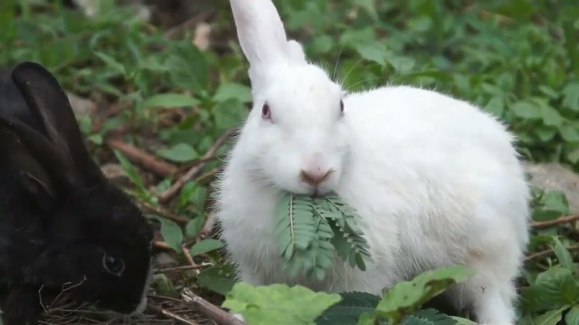 funny rabbit  // white and black bunny video ll Rabbit out of garden
