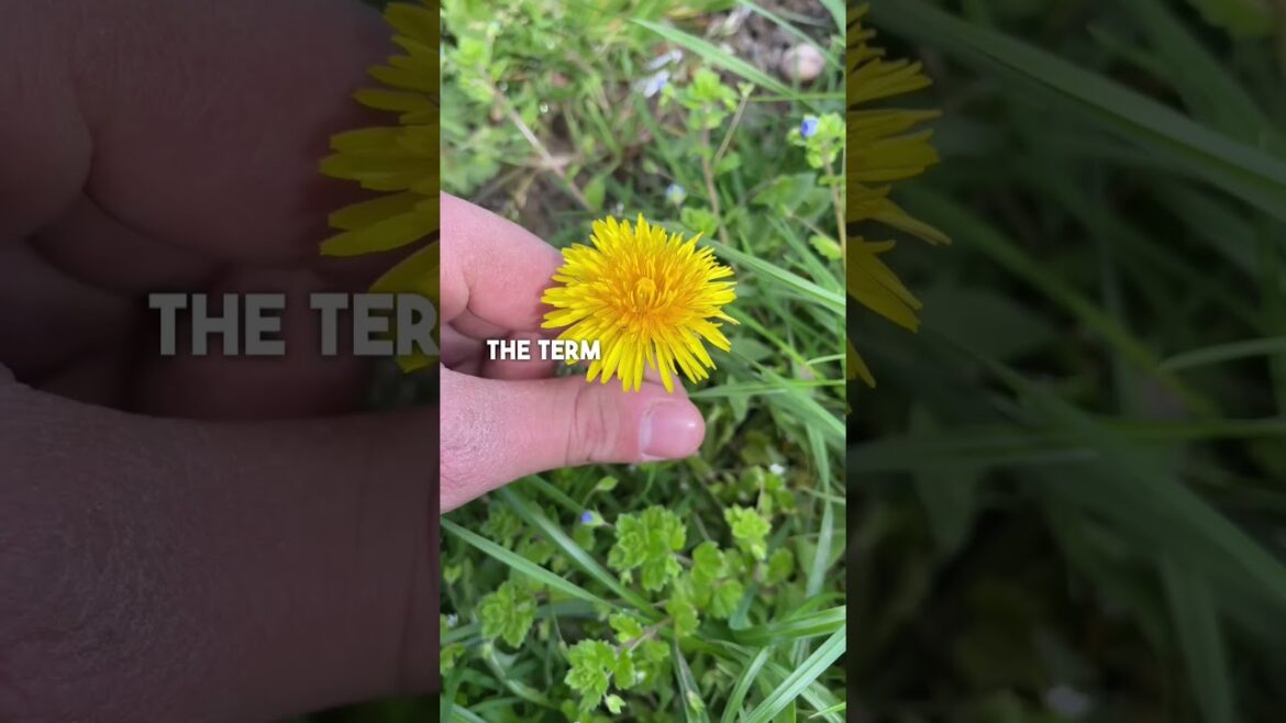 This is a miracle plant