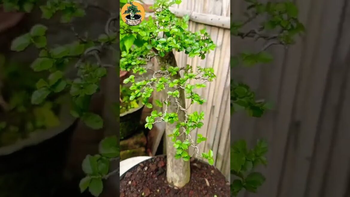bonsai serut ukuran medium istimewa