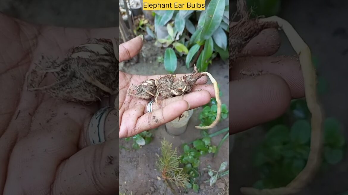 Elephant Ear Bulbs growing #short #youtubeshorts #gardening