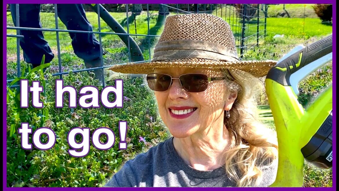 Kaye Kittrell: MAKING ROOM FOR PEAS (and native plants in the strawberry bed!) MAKING ROOM FOR PEAS (and native plants in the strawberry bed!)