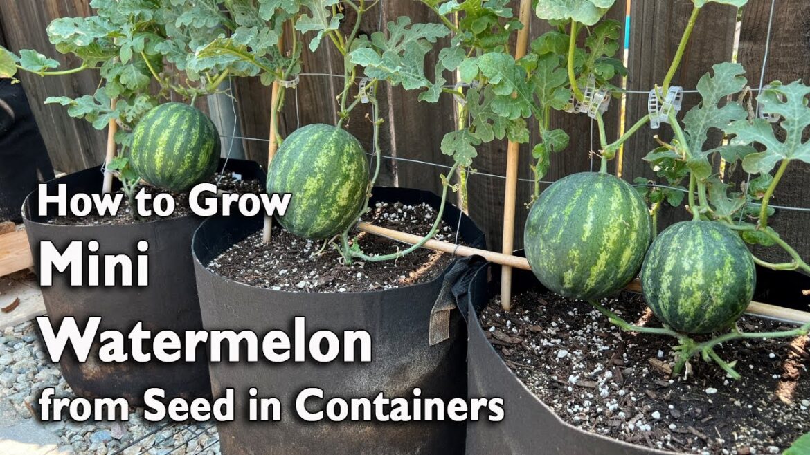 How to Grow Watermelon from Seed in Containers | Easy Planting Guide How to Grow Watermelon from Seed in Containers | Easy Planting Guide