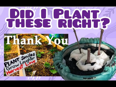 Gardening Troubles, I need help My Friends Gardening Troubles, I need help My Friends