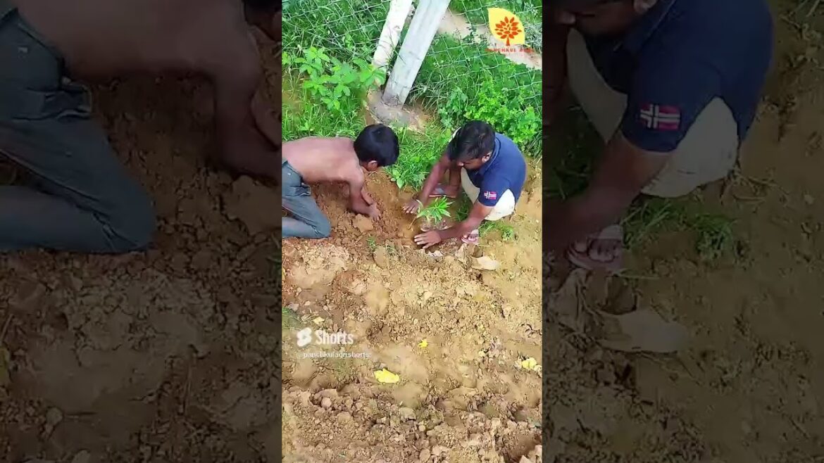 Father and Son are Planting Trees in the Farm  #panchkulagri #shorts #youtubeshorts #planting