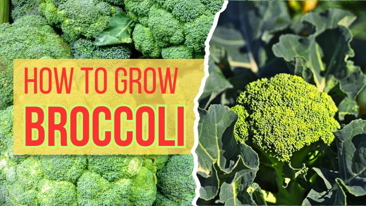 Everything to Know About Growing Broccoli - Broccoli Gardening Tips